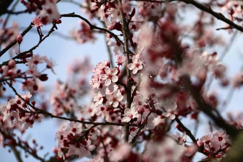 image ver los cerezos en flor 16598771346 dd83a0fec4 k 1