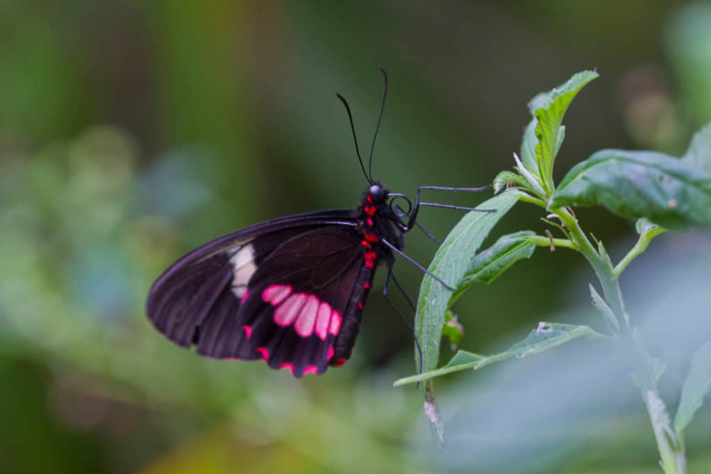 image jardines de mariposas 36514259546 be61dfe178 k 1