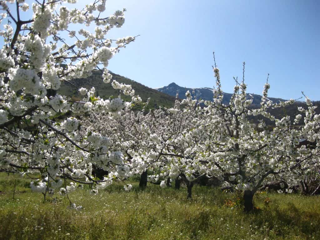 image ver los cerezos en flor 3864601945 1037c1892b k 1