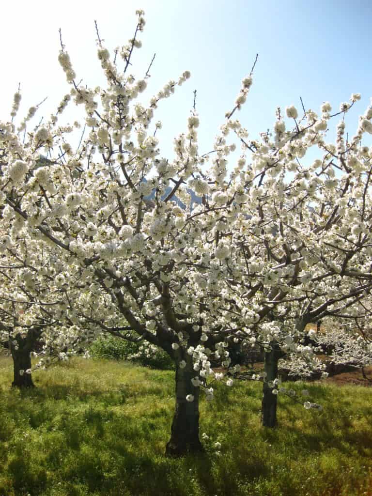 image ver los cerezos en flor 3865388848 1579c0359d k 1