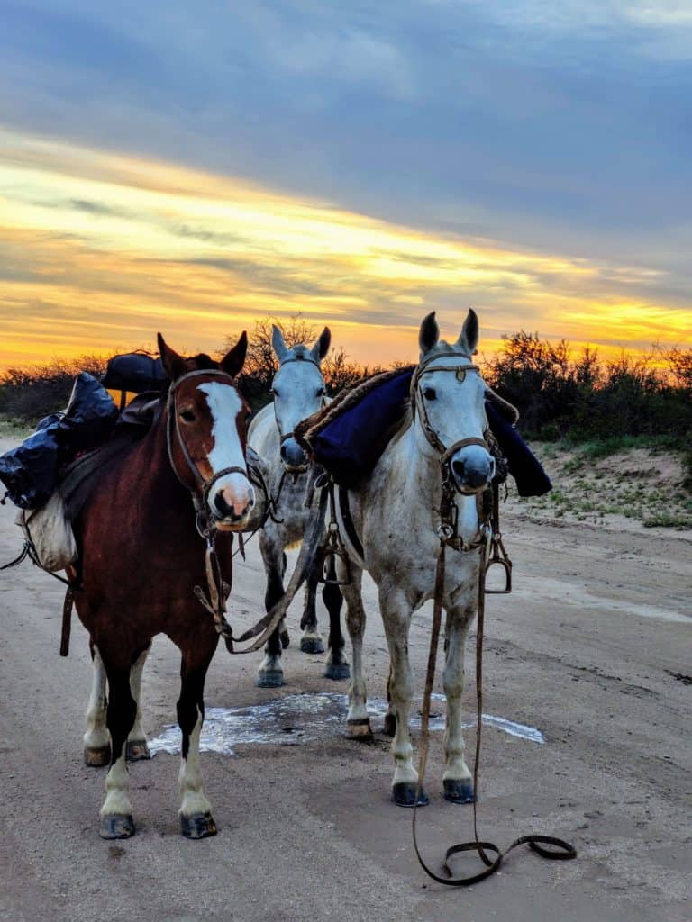 image recorrer Argentina a caballo IMG 20200930 070006 2 1