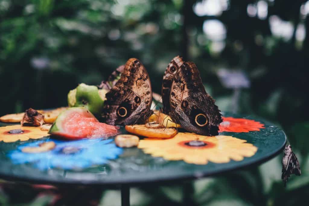 jardines de mariposas Viajes image jardines de mariposas annie spratt emNRGOQjgoU unsplash 1