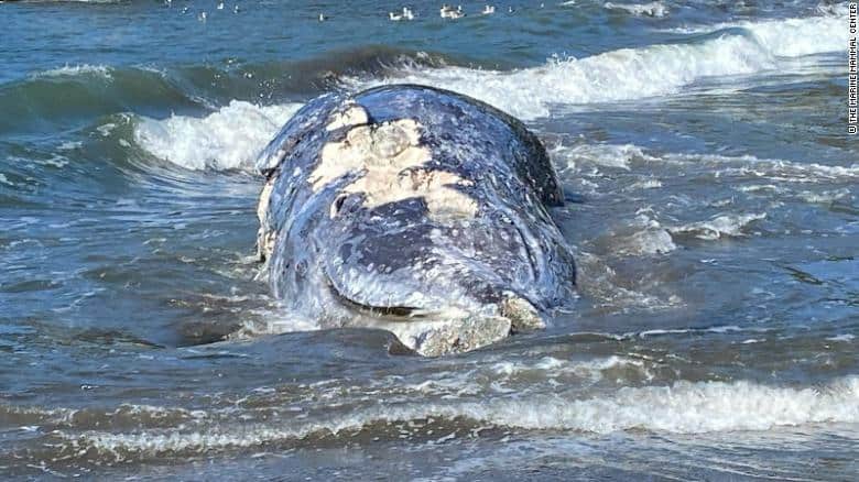 En tan solo 8 días aparecieron cuatro ballenas grises muertas en la bahía de California