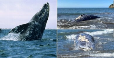 En tan solo 8 días aparecieron cuatro ballenas grises muertas en una bahía de California, Estados Unidos