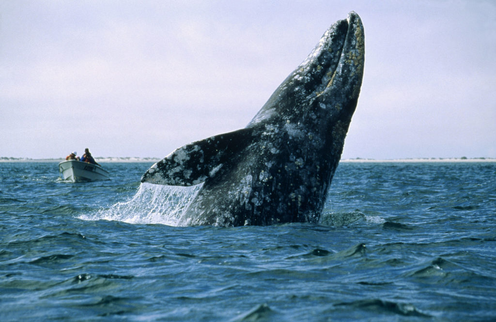 En tan solo 8 días aparecieron cuatro ballenas grises muertas en la bahía de California