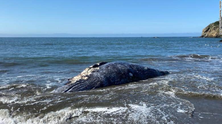 En tan solo 8 días aparecieron cuatro ballenas grises muertas en la bahía de California