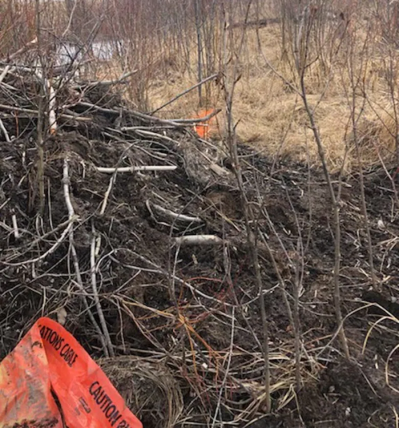 Todo un pueblo de Canadá se quedó sin internet por 36 horas porque una familia de castores cortó los cables