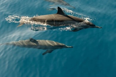 Cientos de delfines aparecieron muertos en las costas de Ghana y están investigando las causas