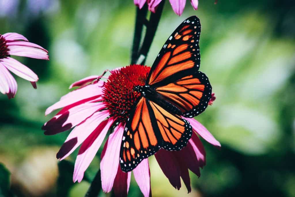 image jardines de mariposas erin minuskin Pw7qpVN9h w unsplash 1