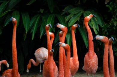 flamencos