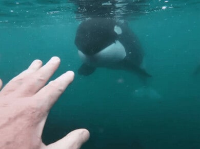 encuentro cara a cara con dos orcas