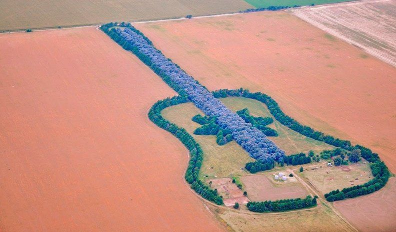 bosque en forma de guitarra