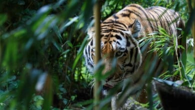 Siberian tiger or Amur tiger, Panthera tigris altaica, walking in the forest and ready for an ambush.