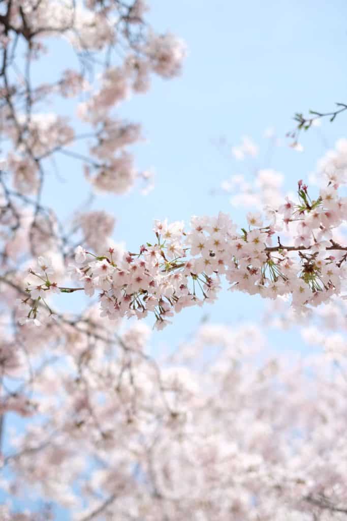 image ver los cerezos en flor shendy subroto yOGcpWACjjQ unsplash 1