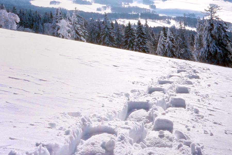 Un político de Rusia admitió que crearon un Yeti falso para atraer turistas a Siberia