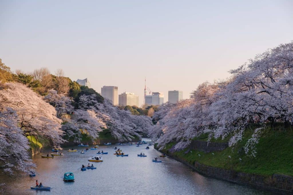 image ver los cerezos en flor yu kato I71UerLsN k unsplash 1