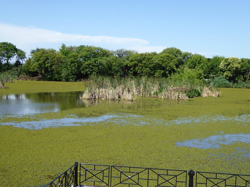 cómo-llegar-a-la-reserva-ecológica-de-Buenos-Aires