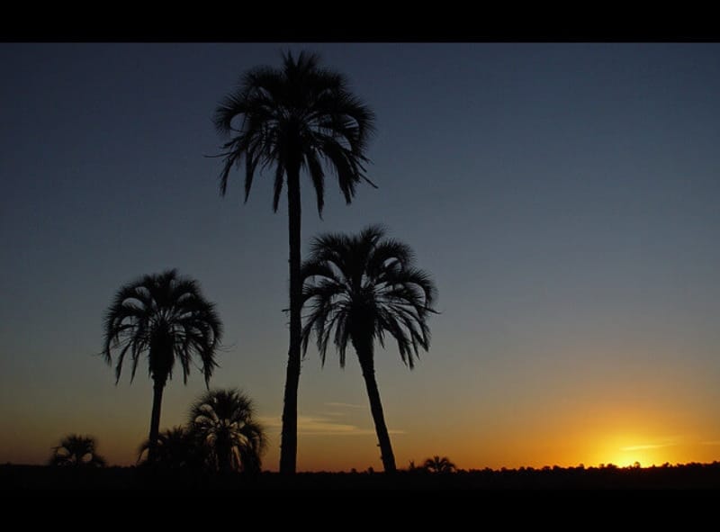 Cómo-llegar-al-Parque-Nacional-El-Palmar