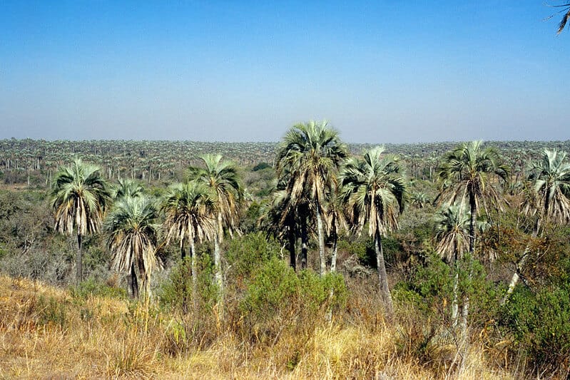 cómo-llegar-al-Parque-Nacional-El-Palmar