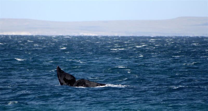 cuando-ver-ballenas-en-Puerto-Madryn