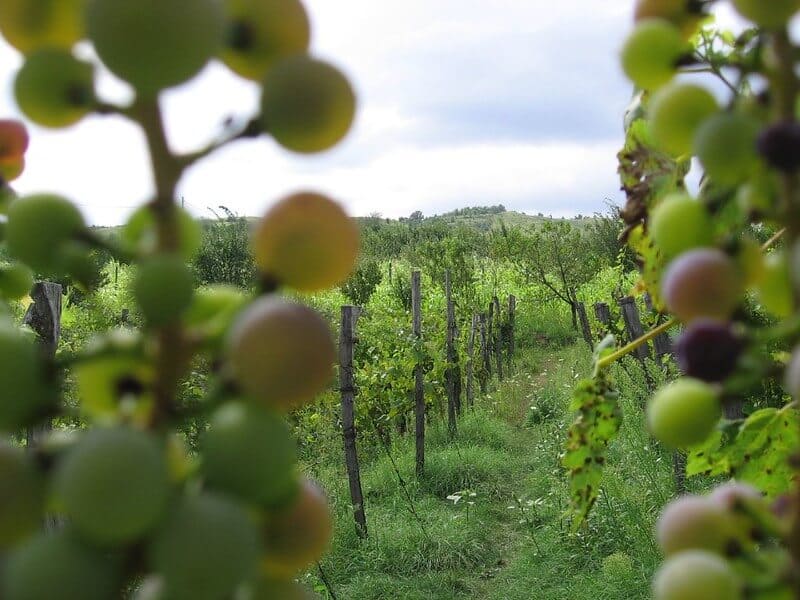 Ruta-del-Vino-en-Tucumán