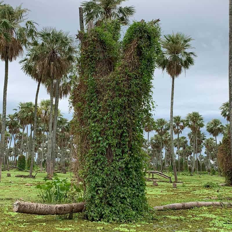 cómo-llegar-al-bañado-La-Estrella