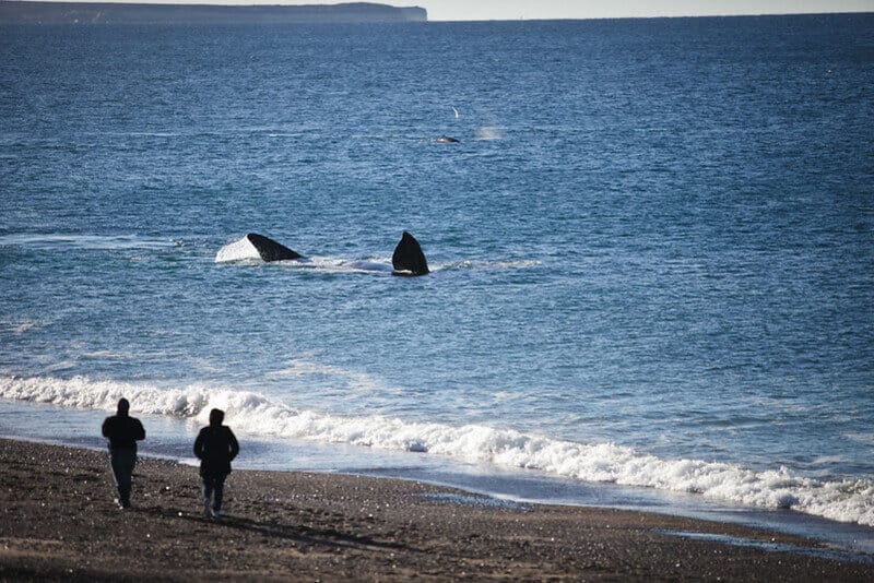 Comienza la temporada de ballenas en Puerto Madryn y estas son las 4 actividades que no te puedes perder