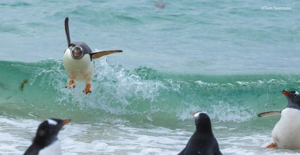 Pingüinos, imagen seleccionada de la convocatoria para los premios de fotografía Comedy Wildlife Photography Awards 2021