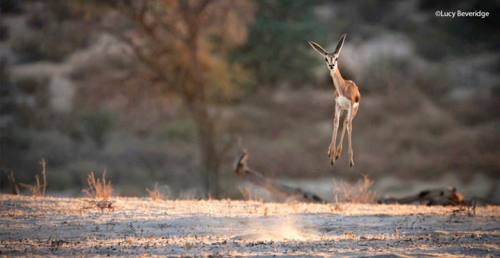  imagen seleccionada de la convocatoria para los premios de fotografía Comedy Wildlife Photography Awards 2021