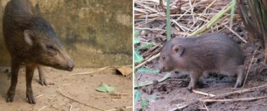 El cerdo más pequeño del mundo regresa a la naturaleza luego de que se lo haya considerado extinto por un tiempo