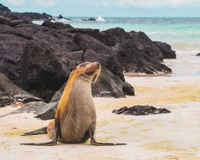 Las Islas Galápagos es uno de los parques nacionales más importantes del planeta. 