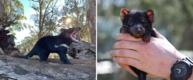 Nacieron demonios de Tasmania en Australia continental por primera vez en 3.000 años