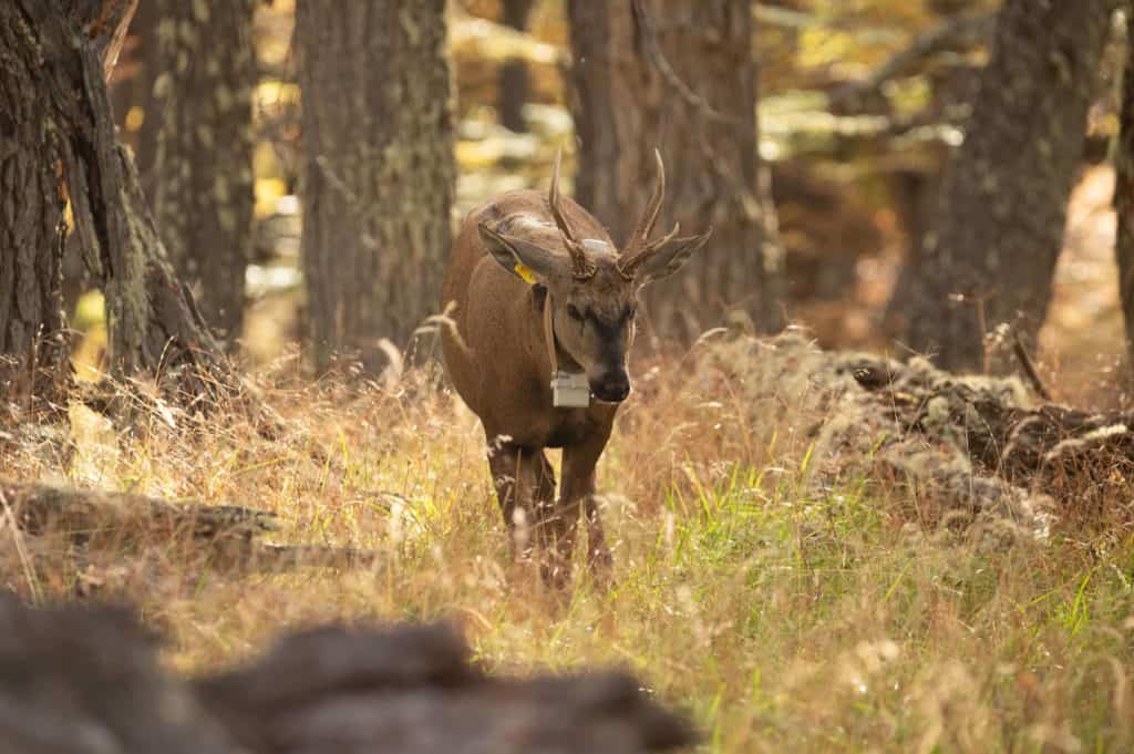 Santa Cruz impulsa un proyecto con tecnología satelital para conservación del huemul, el ciervo más amenazado del continente americano