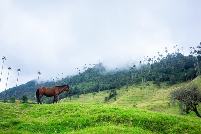 Glamping en Colombia | Valle de Cocora en Quindío, Colombia, un paraíso natural donde crece el árbol nacional palma de cera. Imagen de Robin Noguier en Unsplash