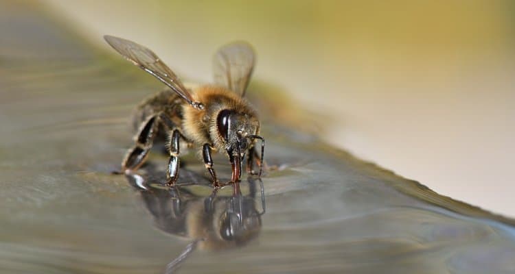 Un grupo de científicos de Países Bajos entrenaron abejas para que puedan detectar COVID-19 en cuestión de segundos