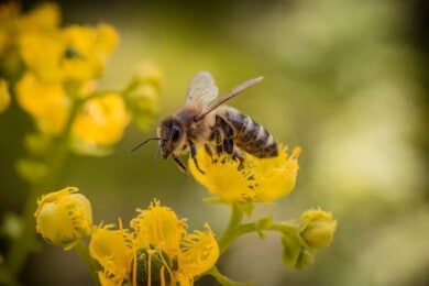 Un grupo de científicos de Países Bajos entrenaron abejas para que puedan detectar COVID-19 en cuestión de segundos