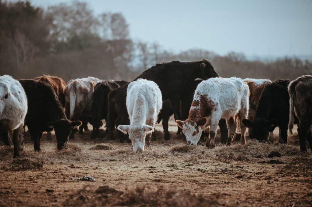 Reino Unido presentó un plan de acción que busca reconocer a los animales como seres sensibles