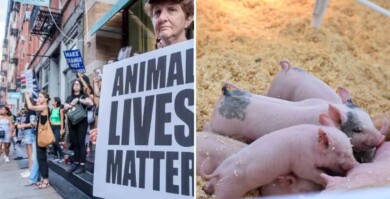 Reino Unido presentó un plan de acción que busca reconocer a los animales como seres sensibles