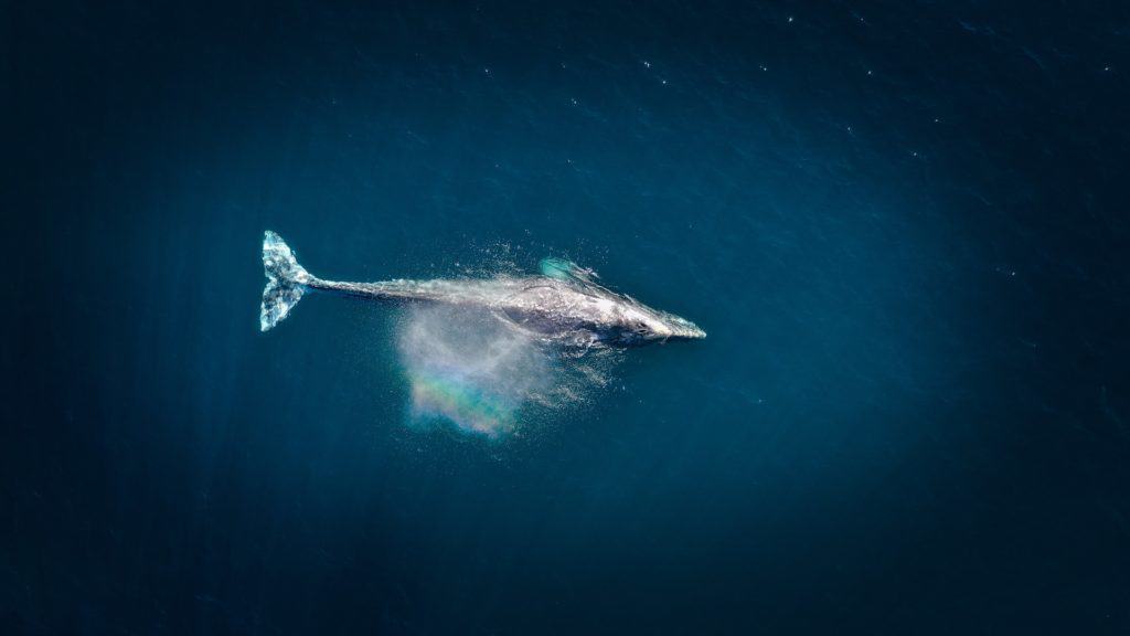 Una ballena gris que se encontraba perdida fue vista por primera vez desde las cosas francesas del Mediterráneo