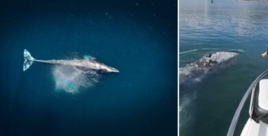Una ballena gris que se encontraba perdida fue vista por primera vez desde las cosas francesas del Mediterráneo