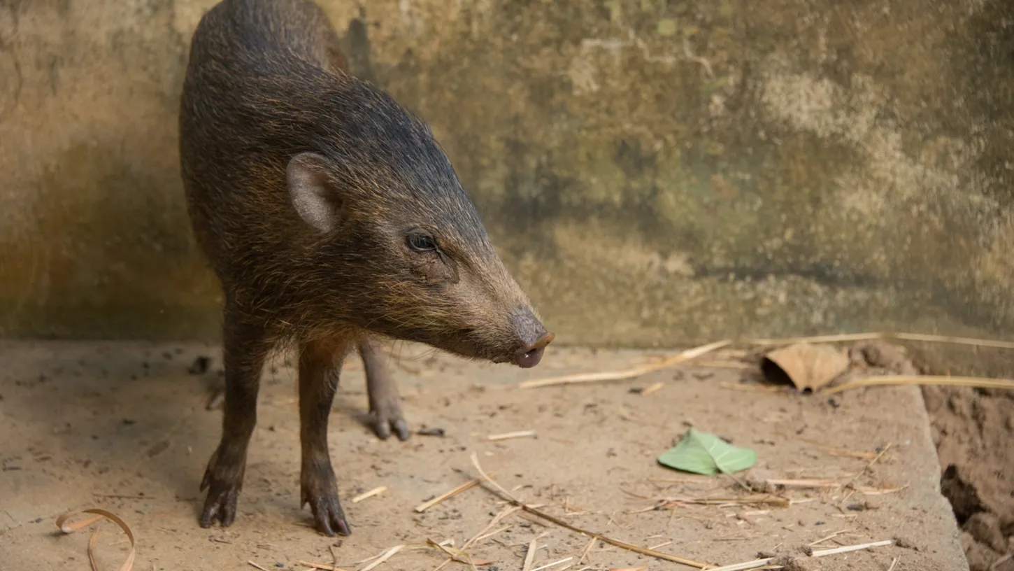 Cerdo más pequeño del mundo