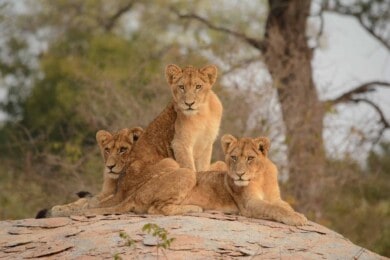 Sudáfrica planea prohibir la reproducción y cría de leones para la caza