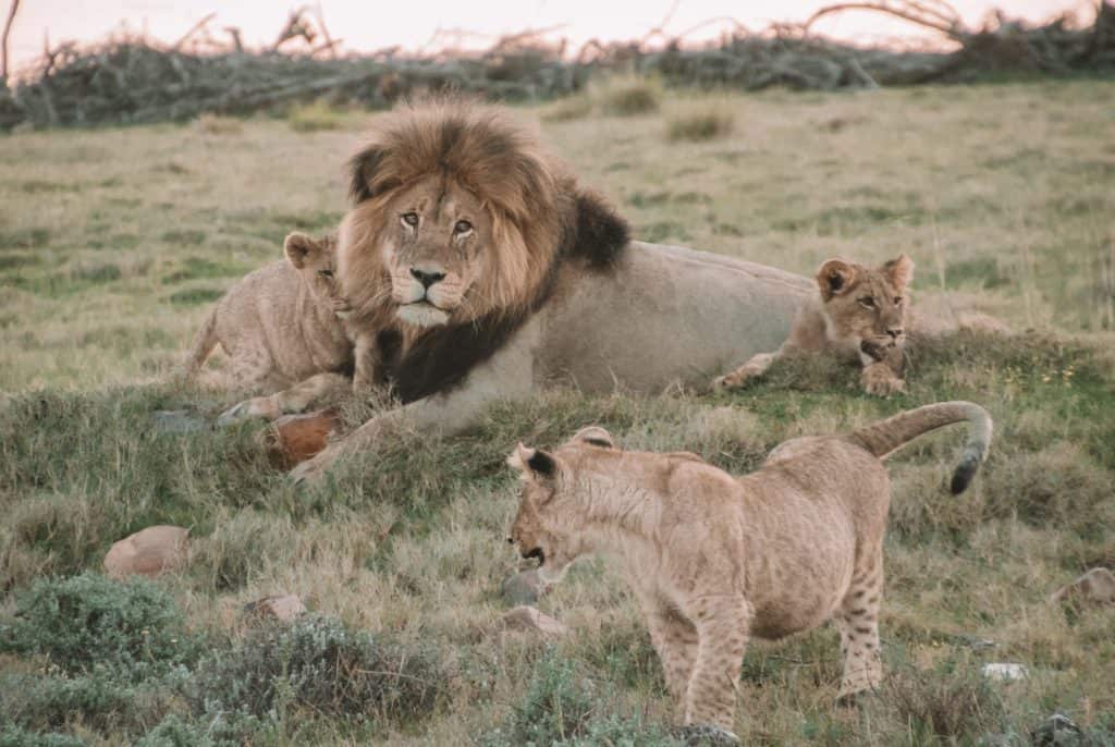 Sudáfrica planea prohibir la reproducción y cría de leones para la caza