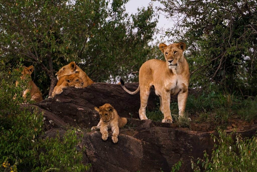 Sudáfrica planea prohibir la reproducción y cría de leones para la caza