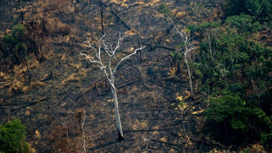 Por segundo mes consecutivo aumenta la deforestación de la selva amazónica