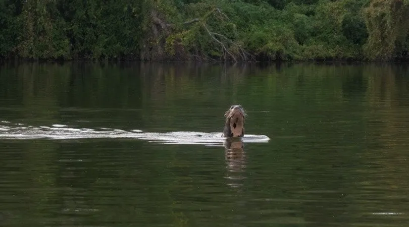 Ejemplar de nutria gigante visto en Chaco, Argentina