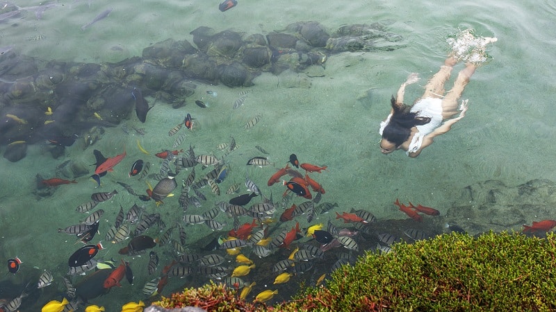 Persona nadando en el estanque del acuario 