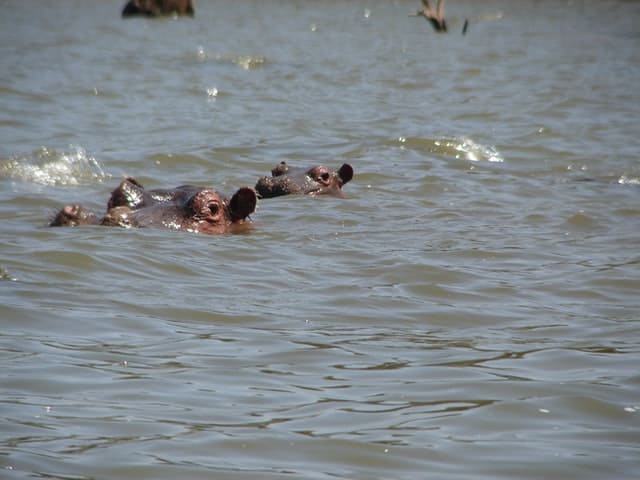 Dos hipopótamos en un lago de Kenia