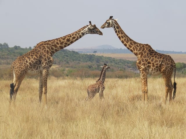 Familia de jirafas en Kenia - Allí se realizará su primer censo de animales silvestres