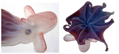 Un grupo de científicos encontró un nueva especie de pulpo Dumbo a unos 7.000 metros de profundidad